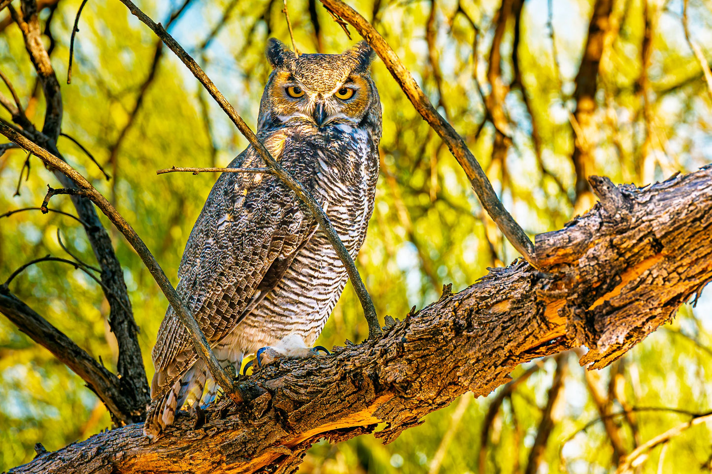 Angel of the Morning 12X18 Metal PhotoArt w/float mount