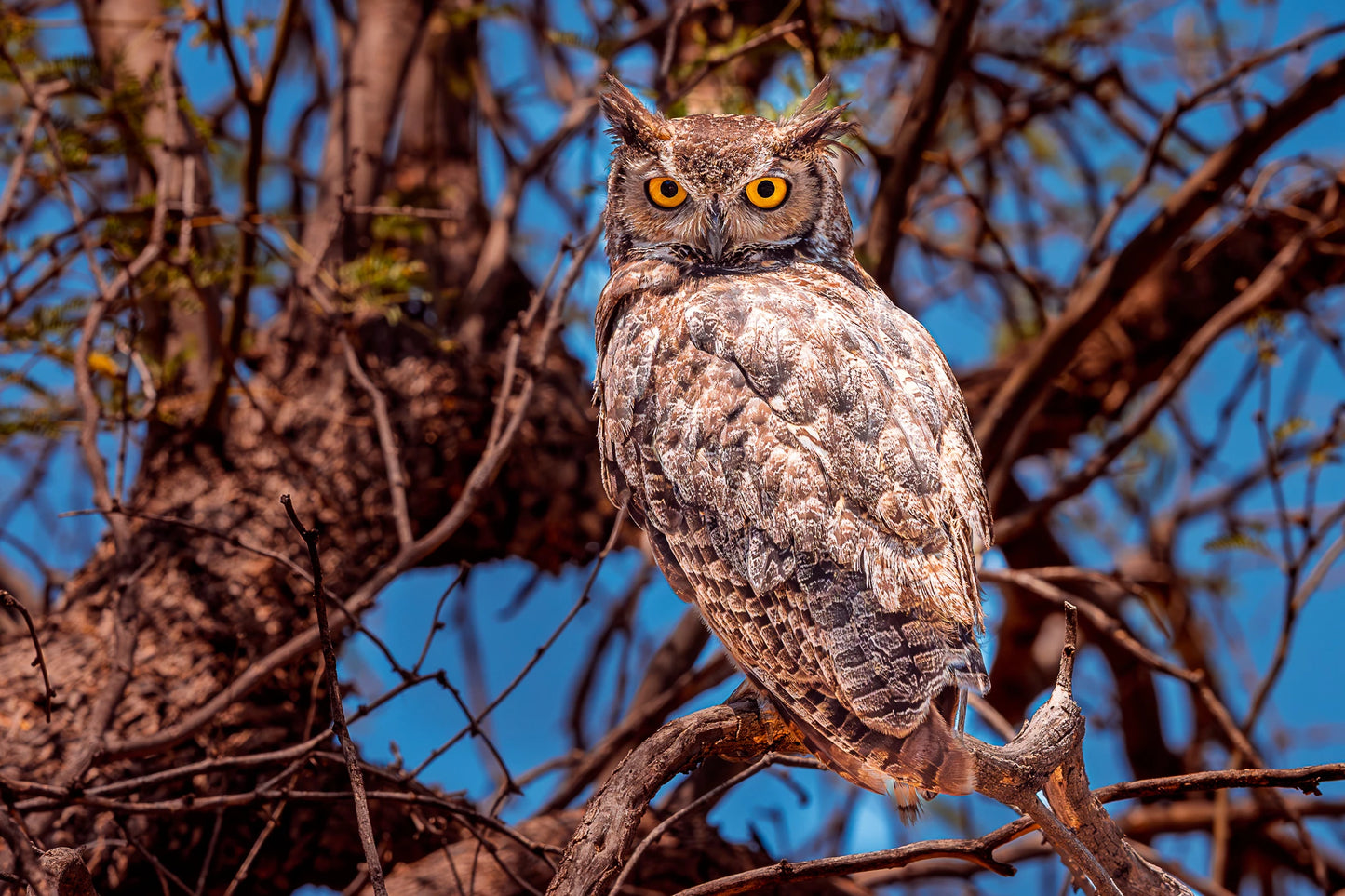 Los ojos de la sabiduria (12X18 lightweight metal print w/float mount $125)