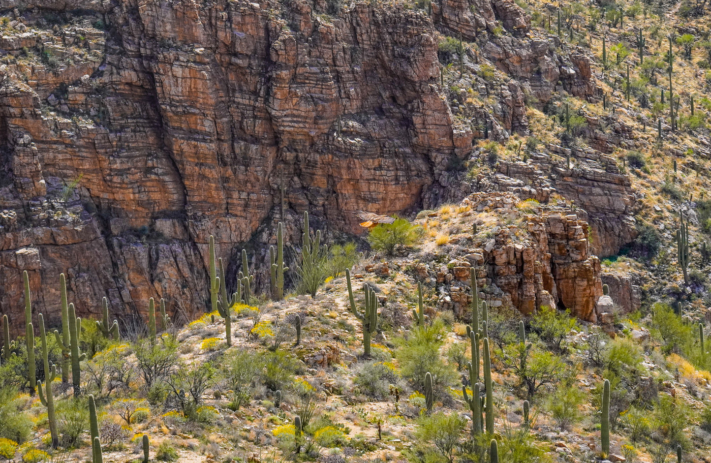 Red Tailed Hawk-Milagrosa Canyon-Panorama