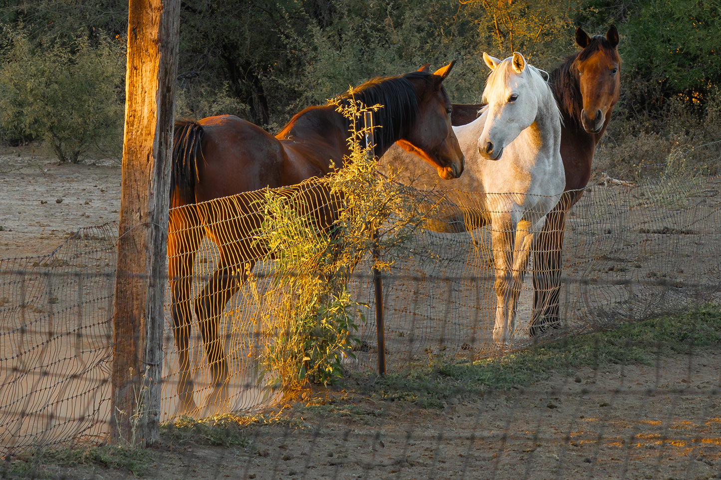 Golden Hour Equine Love