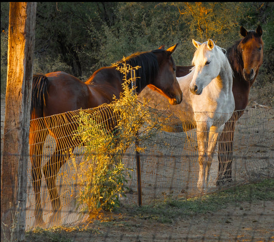 Golden Hour Equine Love