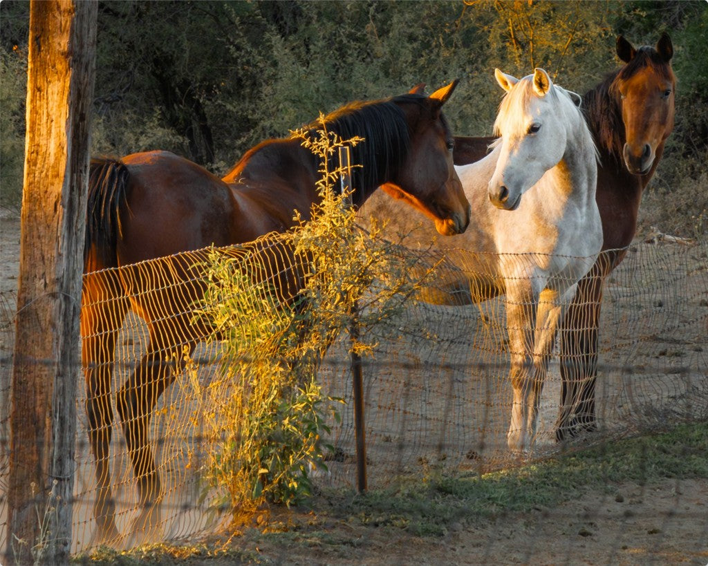 Golden Hour Equine Love