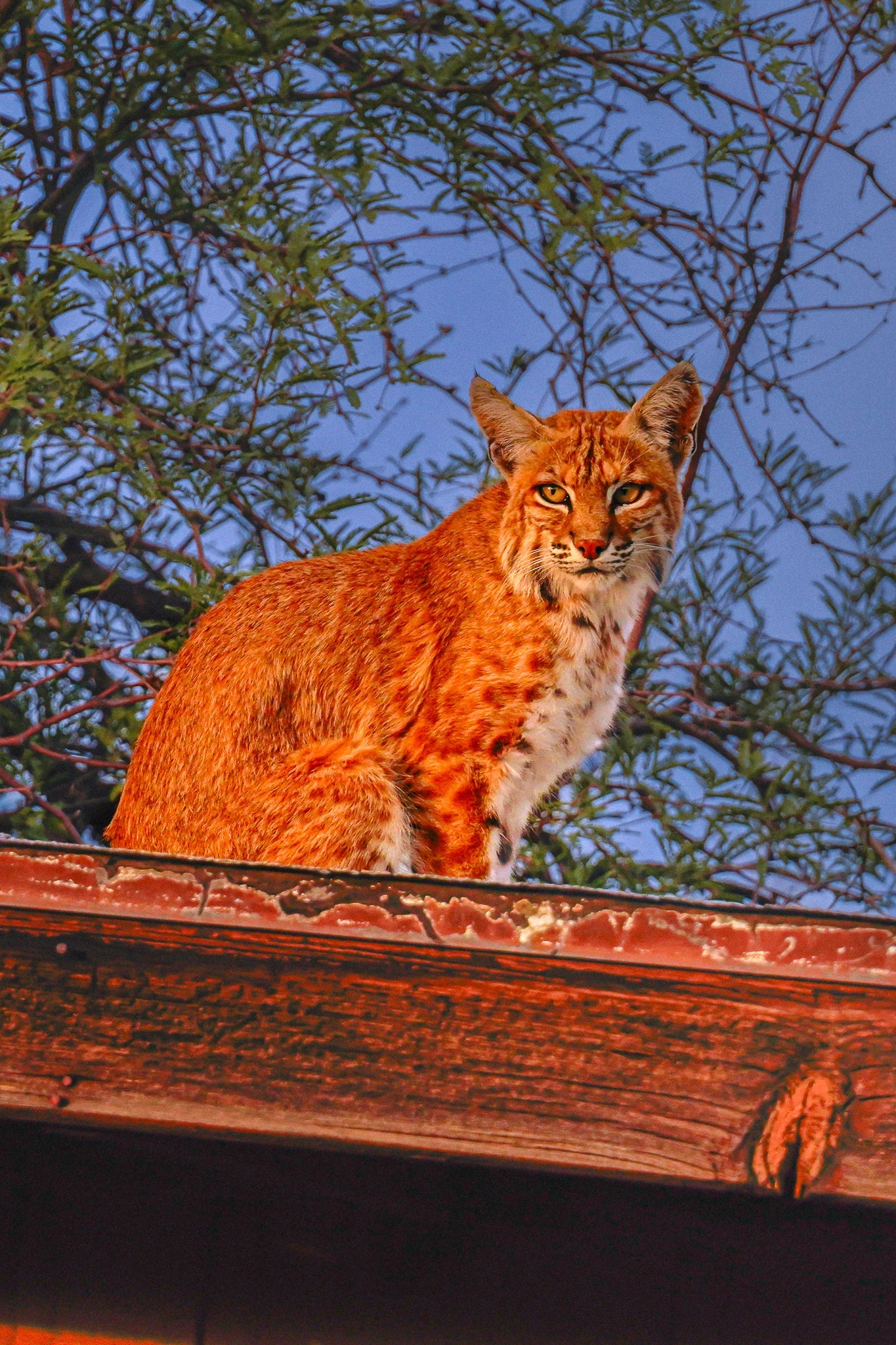 Cat on a Hot Desert Roof 12X18 Metal Print w/float mount (Painterly Style)