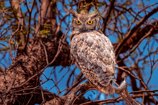 Los ojos de la sabiduria (12X18 lightweight metal print w/float mount $125)