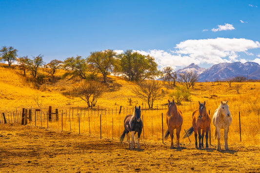 High Desert Serenity 16X24 Metal Print w/float mount