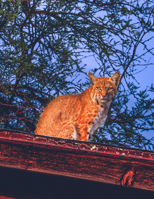 Cat on a Hot Desert Roof 16X20 Gallery Wrap (Painterly Style)