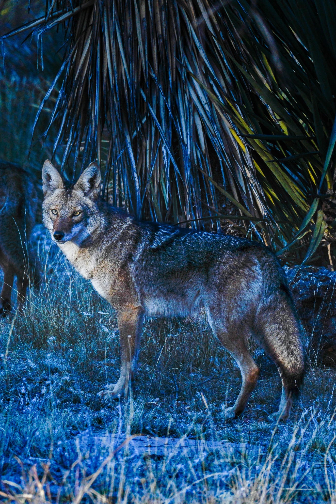 Blue Dawg (American Jackal/Prairie Wolf) 12X18 Metal PhotoArt (w/float mount)