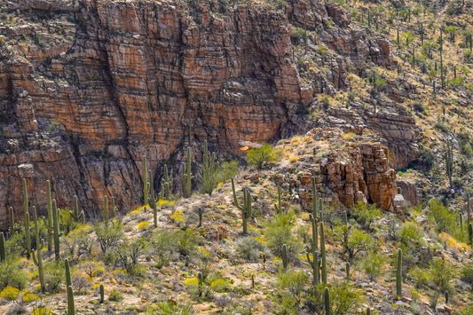 Red Tailed Hawk-Milagrosa Canyon-Panorama