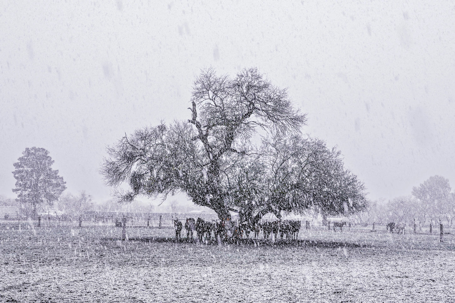 Horse Blizzard 12X18 Metal Photoart (w/float mount)