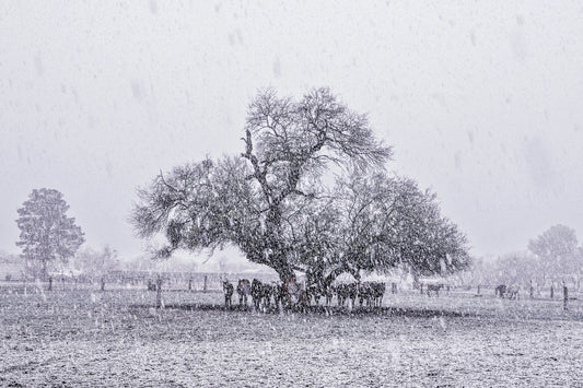 Horse Blizzard 12X18 Metal Photoart (w/float mount)