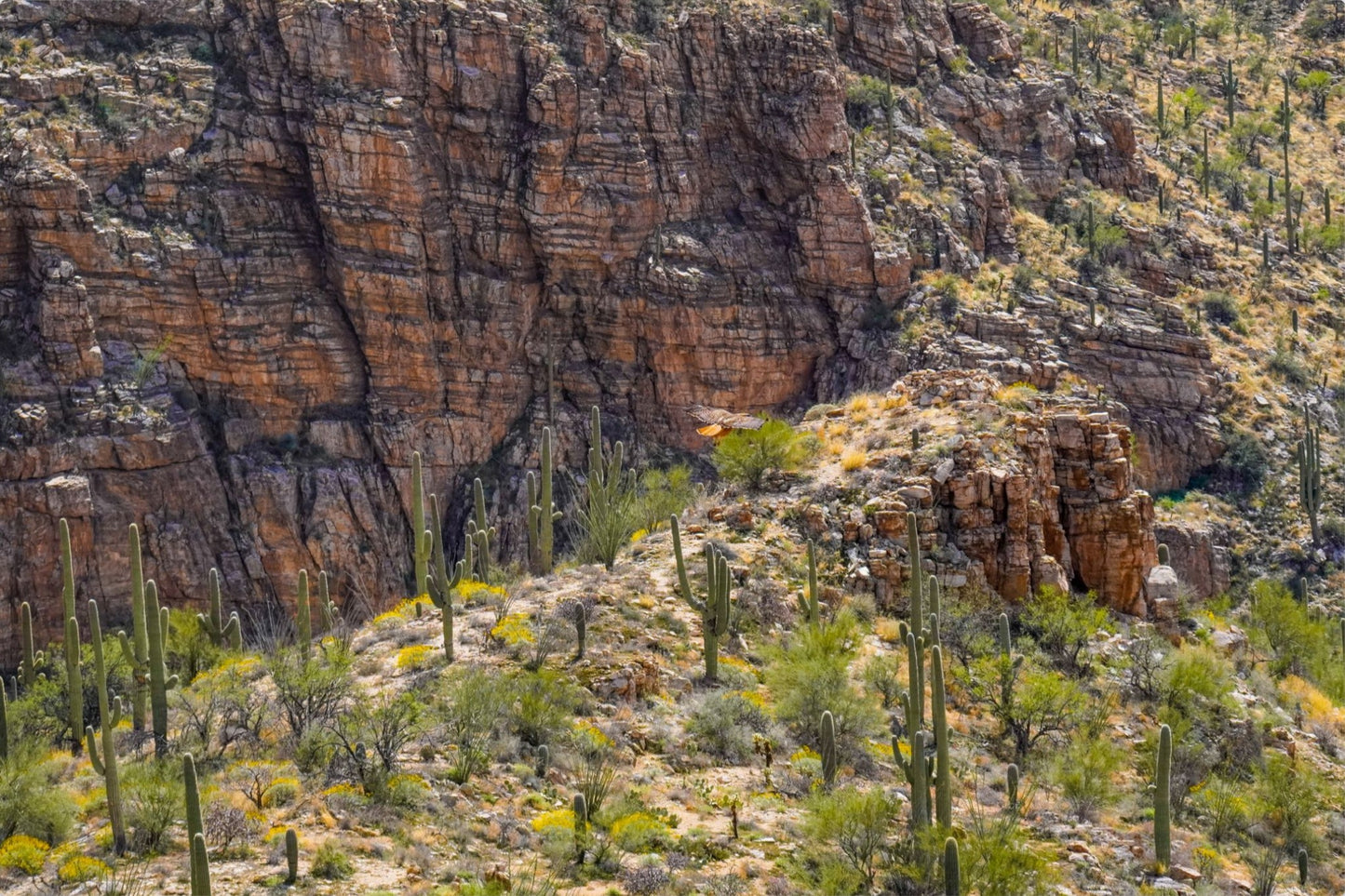 Red Tailed Hawk-Milagrosa Canyon-Panorama